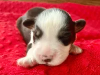 Ricky, a male Australian Shepherd for sale in Loda, IL – 2 of 6