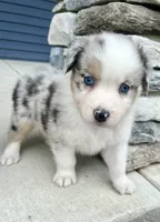 Biscuit , a female Australian Shepherd for sale in Loda, IL – 7 of 7