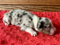 Baxter, a male Australian Shepherd for sale in Loda, IL – 2 of 6