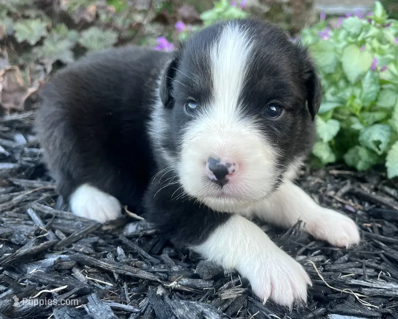 Shaddow – Australian Shepherd puppy for sale in Loda, IL
