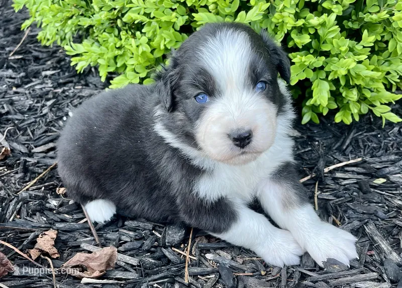Bitsy – Australian Shepherd puppy for sale in Loda, IL
