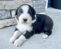 Bitsy, a female Australian Shepherd for sale in Loda, IL – Photo 2 of 4