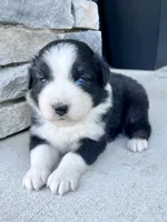 Bitsy, a female Australian Shepherd for sale in Loda, IL – Photo 4 of 4