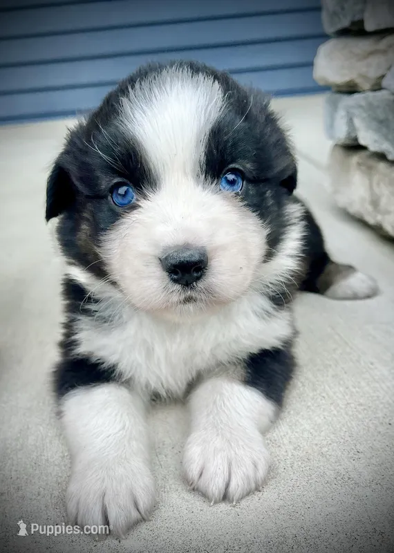 Bitsy – Australian Shepherd puppy for sale in Loda, IL