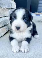 Bitsy, a female Australian Shepherd for sale in Loda, IL – Photo 3 of 4