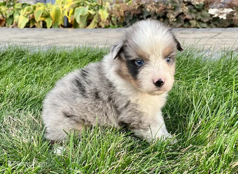 Oakley – Australian Shepherd puppy for sale in Loda, IL