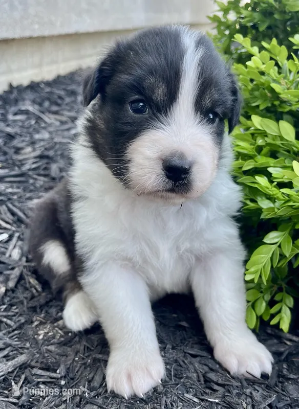 Cleo – Australian Shepherd puppy for sale in Loda, IL