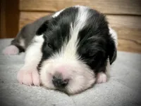 Cleo, a female Australian Shepherd for sale in Loda, IL – Photo 4 of 4