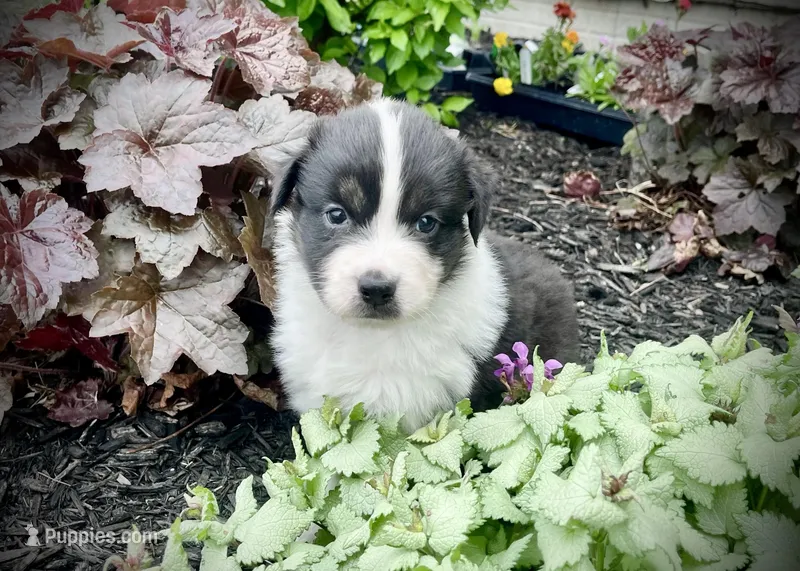 Cleo – Australian Shepherd puppy for sale in Loda, IL