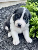 Cleo, a female Australian Shepherd for sale in Loda, IL – Photo 3 of 4