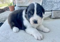 Cleo, a female Australian Shepherd for sale in Loda, IL – Photo 2 of 4
