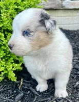 Stanley, a male Australian Shepherd for sale in Loda, IL – 4 of 5