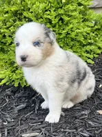 Stanley, a male Australian Shepherd for sale in Loda, IL – 5 of 5