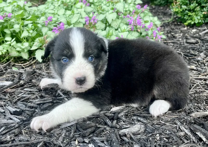 Manny – Australian Shepherd puppy for sale in Loda, IL