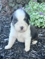 Candy, a female Australian Shepherd for sale in Loda, IL – 3 of 3