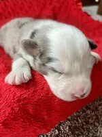 Lenny, a male Australian Shepherd for sale in Loda, IL – 2 of 5