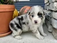 Casper, a male Australian Shepherd for sale in Loda, IL – 2 of 5