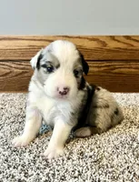 Jazzy, a female Australian Shepherd for sale in Loda, IL – Photo 1 of 2