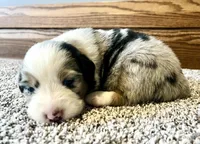 Jazzy, a female Australian Shepherd for sale in Loda, IL – Photo 2 of 2