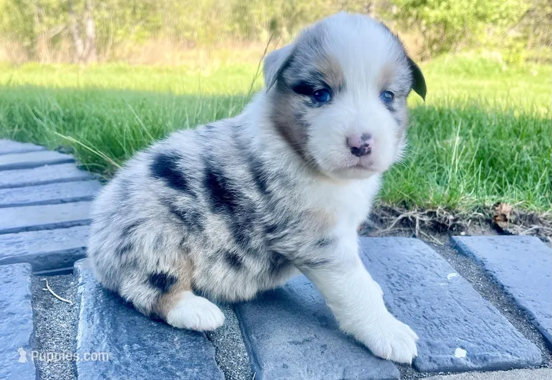 Jazzy – Australian Shepherd puppy for sale in Loda, IL