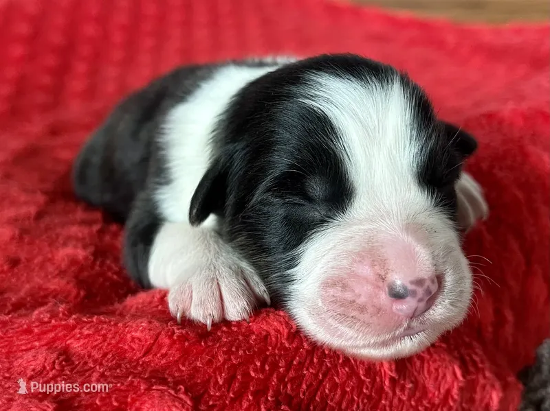 Nettie – Australian Shepherd puppy for sale in Loda, IL