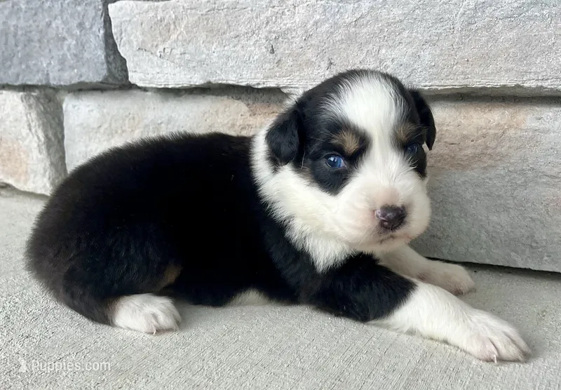 Ricky – Australian Shepherd puppy for sale in Loda, IL
