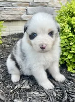 Panda Bear, a female Australian Shepherd for sale in Loda, IL – 2 of 5