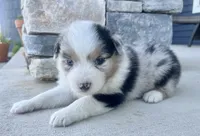 Breezy, a female Australian Shepherd for sale in Loda, IL – 3 of 3