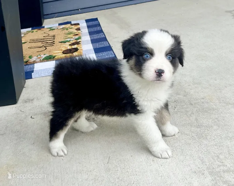 King – Australian Shepherd puppy for sale in Loda, IL