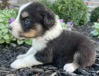 Copper, a male Australian Shepherd for sale in Loda, IL – 5 of 5