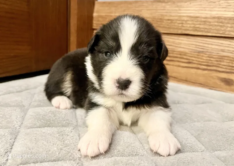 Sweetie – Australian Shepherd puppy for sale in Loda, IL