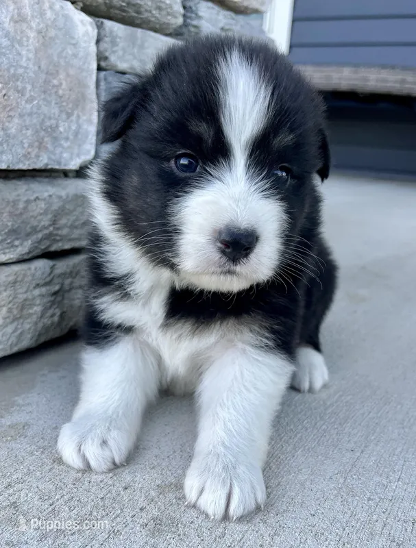 Sweetie – Australian Shepherd puppy for sale in Loda, IL