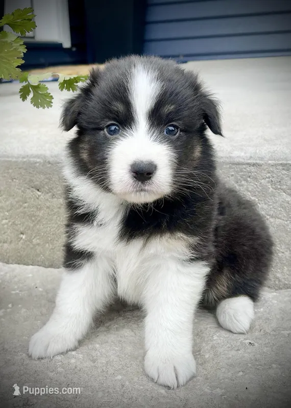 Sweetie – Australian Shepherd puppy for sale in Loda, IL