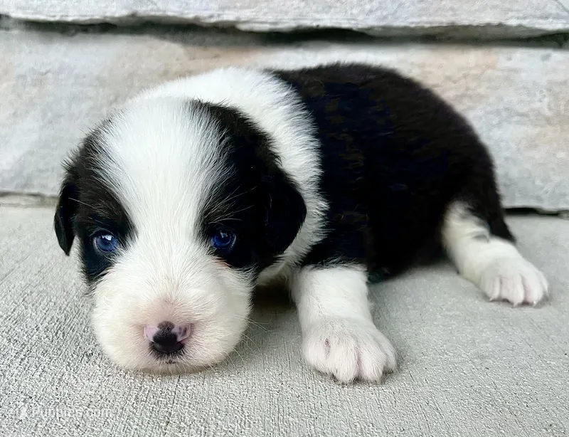 Bobby – Australian Shepherd puppy for sale in Loda, IL