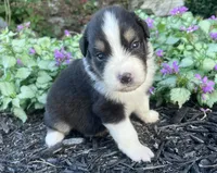 Copper, a male Australian Shepherd for sale in Loda, IL – 3 of 5