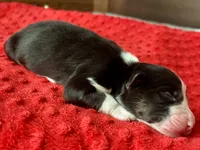 Manny, a male Australian Shepherd for sale in Loda, IL – 2 of 6