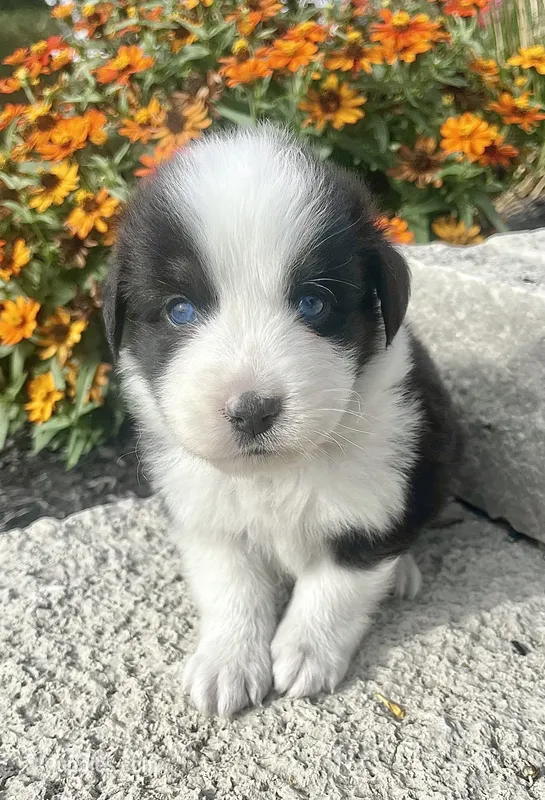 Bobby – Australian Shepherd puppy for sale in Loda, IL