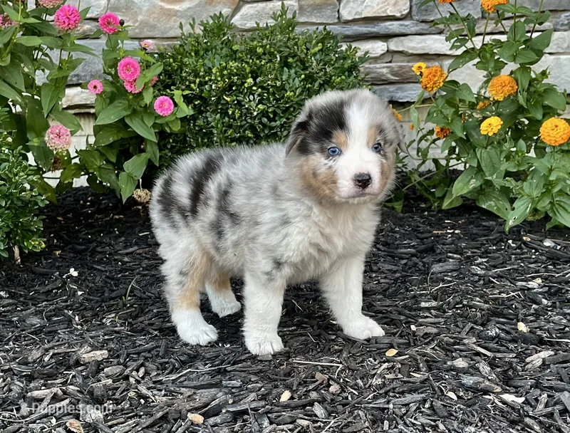 Honor – Australian Shepherd puppy for sale in Loda, IL