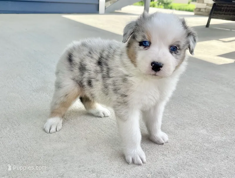 Stanley – Australian Shepherd puppy for sale in Loda, IL