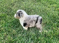 Buck, a male Australian Shepherd for sale in Loda, IL – 5 of 6