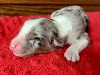 Baxter, a male Australian Shepherd for sale in Loda, IL – 4 of 6
