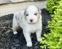 Stanley, a male Australian Shepherd for sale in Loda, IL – 2 of 5