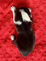 Nettie, a female Australian Shepherd for sale in Loda, IL – 3 of 6