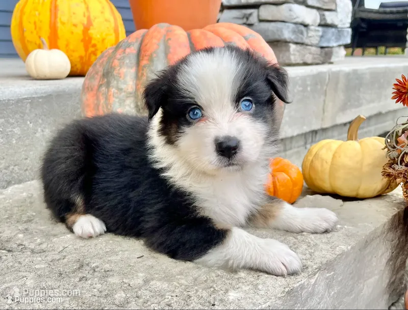 Pumpkin – Australian Shepherd puppy for sale in Loda, IL