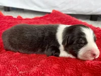Nettie, a female Australian Shepherd for sale in Loda, IL – 5 of 6