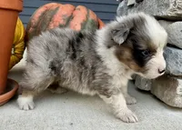Oakley, a male Australian Shepherd for sale in Loda, IL – 4 of 5