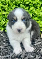 Dream, a female Australian Shepherd for sale in Loda, IL – 1 of 4