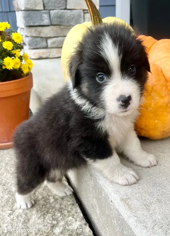 Shaddow – Australian Shepherd puppy for sale in Loda, IL