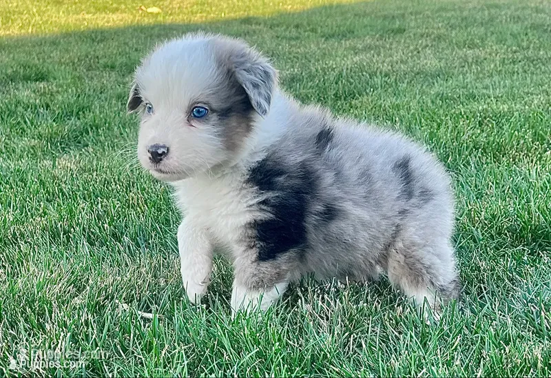 Lenny – Australian Shepherd puppy for sale in Loda, IL