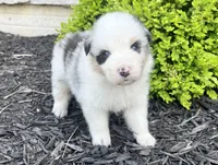 Panda Bear, a female Australian Shepherd for sale in Loda, IL – 4 of 5